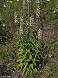 woolly foxglove